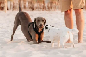 Why Life With Pets Feels Easier In Clearwater