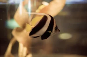Clearwater Marine Aquarium
