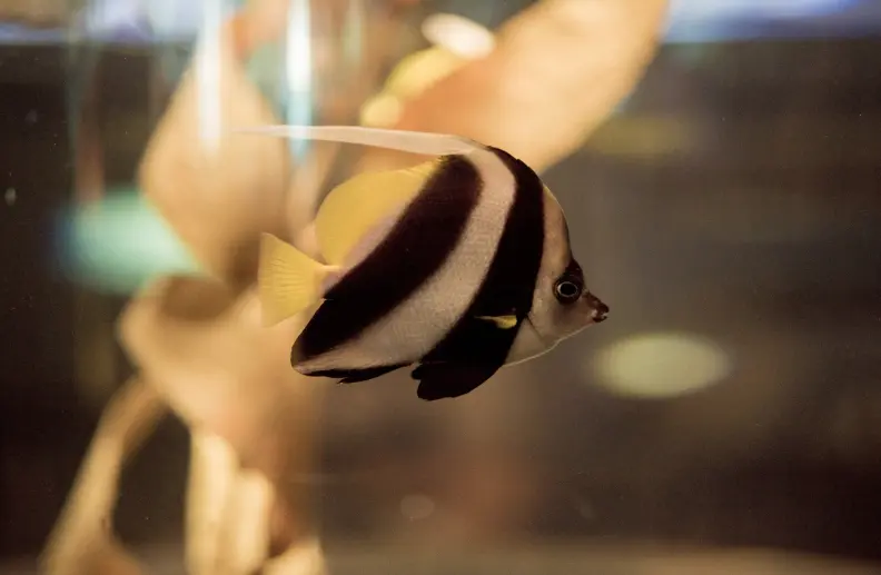Clearwater Marine Aquarium